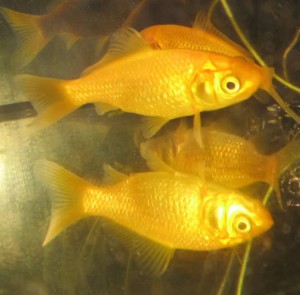 hammerscale goldfish