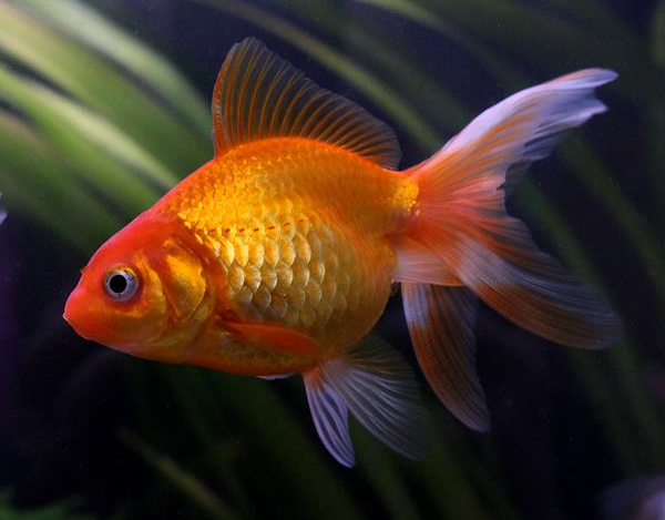 guldfisk.se En sida om guldfisk, slöjstjärtar och andra avelsformer av guldfisk,