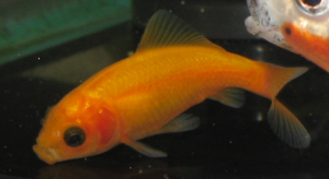 bluebelly goldfish